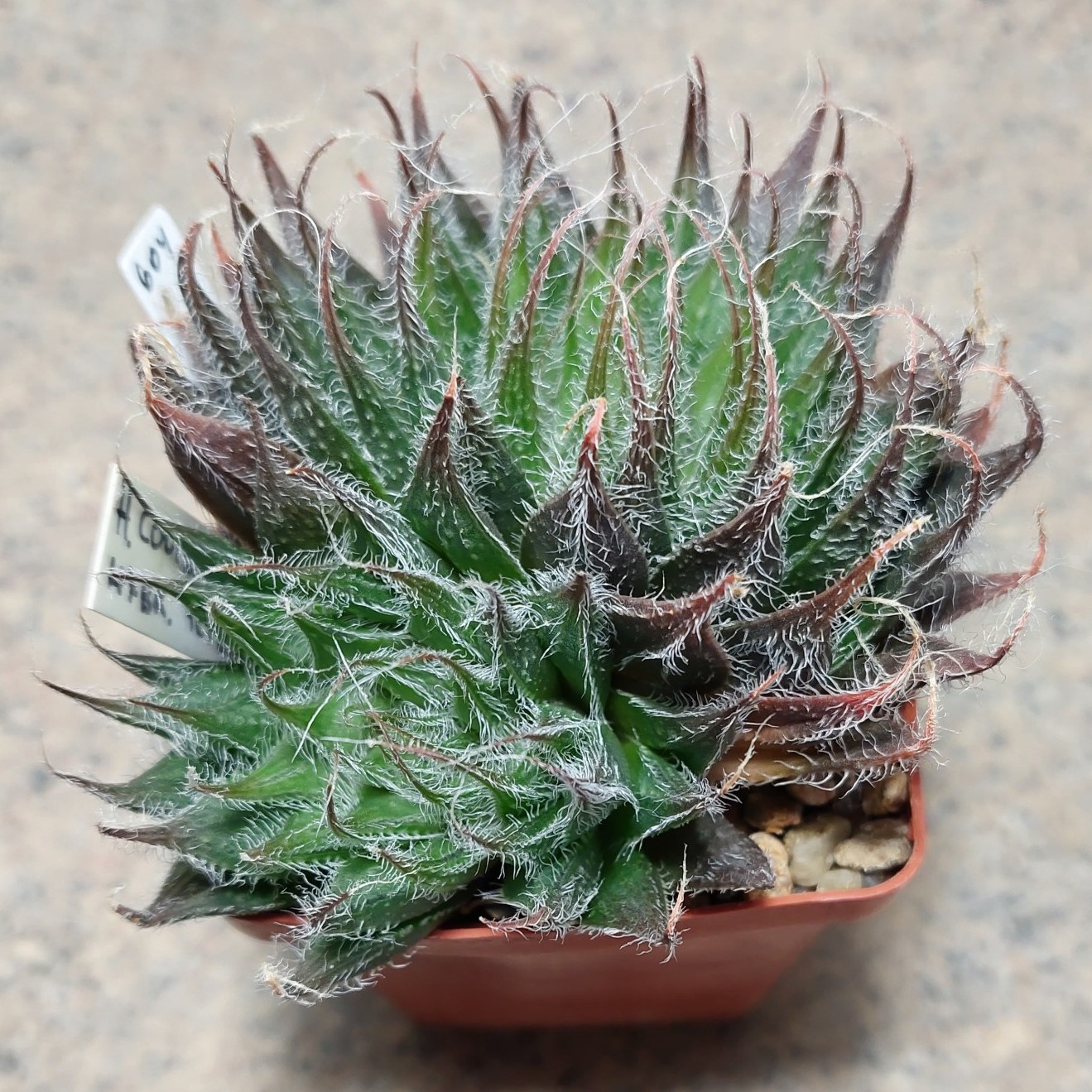604 Haworthia cooperi v.venusta hybrid вік 8 років