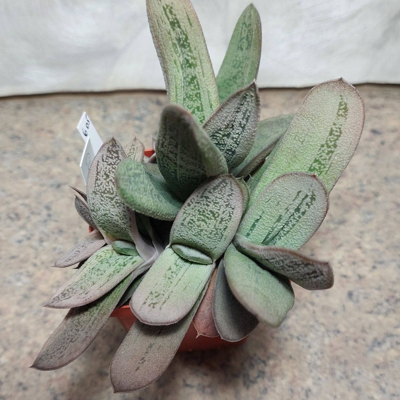 605 Gasteria 'Little Warty' x glomerata clon 3 весь горщик