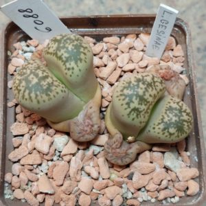 6088 Lithops gesinae весь горщик , вік 11 років