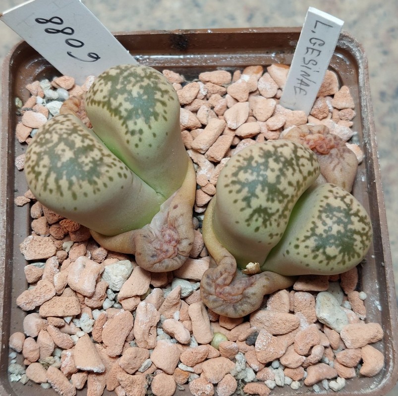 6088 Lithops gesinae весь горщик , вік 11 років