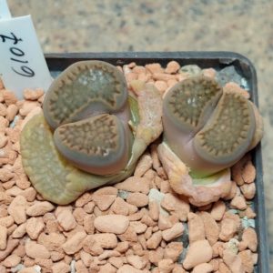 6107 Lithops hallii весь горщик , вік 11 років