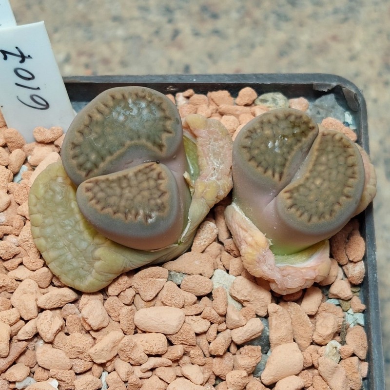 6107 Lithops hallii весь горщик , вік 11 років