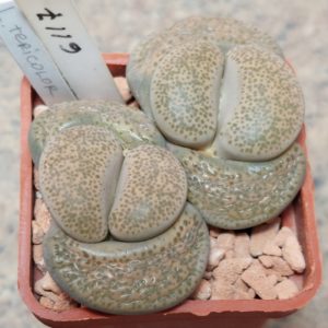 6117 Lithops terricolor v.peersii весь горщик , вік 10 років