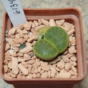 6134 Lithops lesliei v.albinica весь горщик , вік 6 років