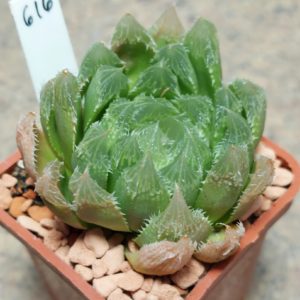 616 Haworthia 'Chivagri' hybrid