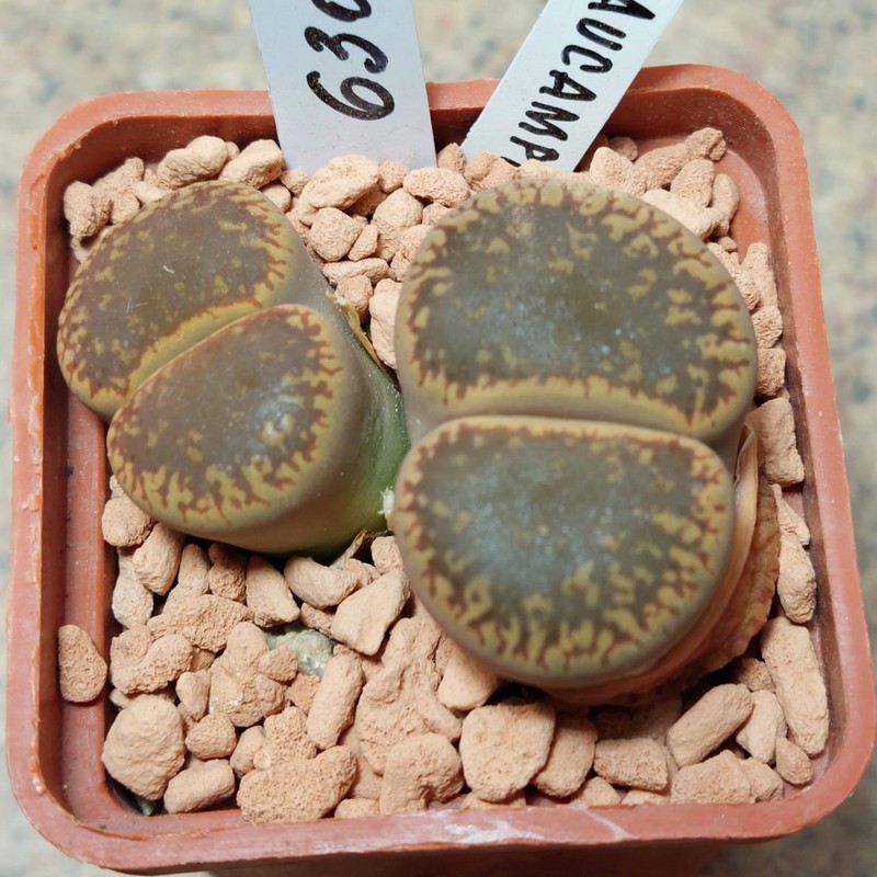 6307 Lithops aucampiae L2-92 весь горщик вік 9 років
