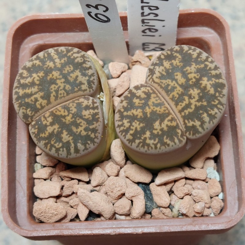6315 Lithops liesliei C30 весь горшик вік 9 років