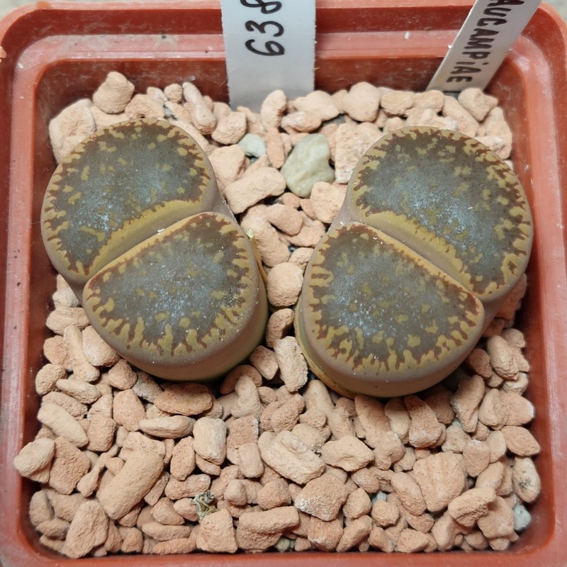 6387 Lithops aucampiae L2-92 весь горшик вік 8 років