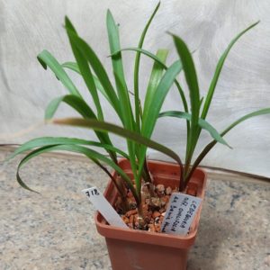 718 Ledebouria sp. -Blue Water Bay- весь горщик