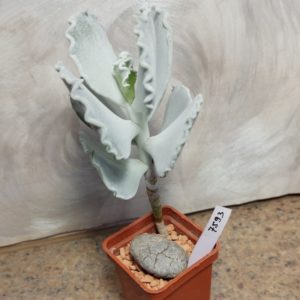 7593 Cotyledon undulata