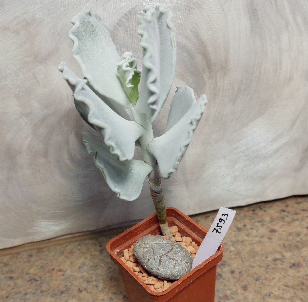 7593 Cotyledon undulata