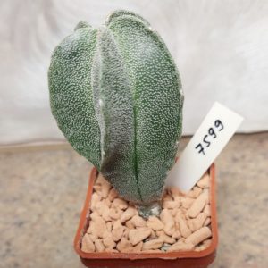7599 Astrophytum myriostigma  сіянець вік 4 роки