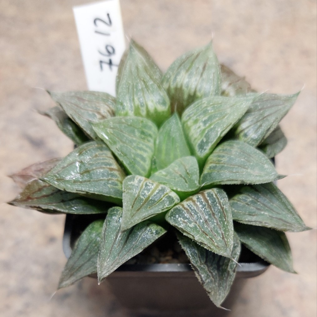 7612 Haworthia hybrid