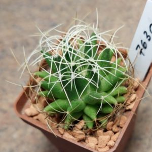 7630 Mammillaria camptotricha