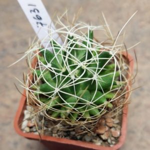 7631 Mammillaria camptotricha