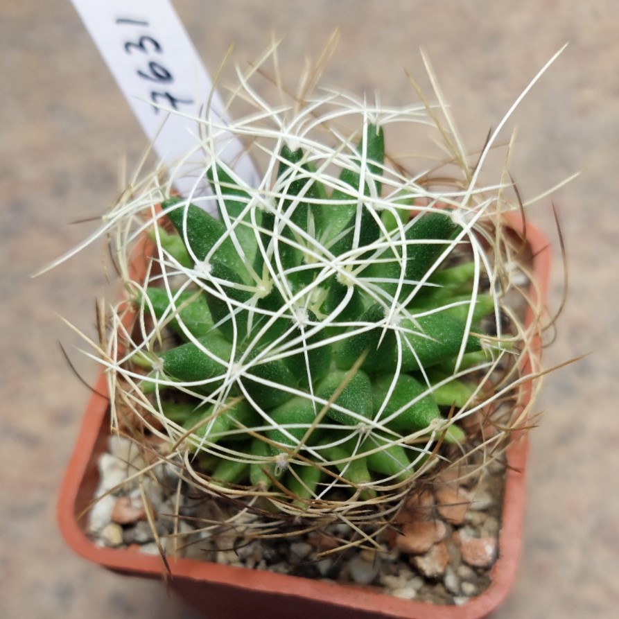 7631 Mammillaria camptotricha
