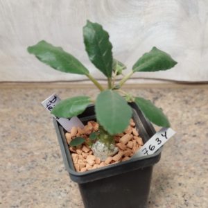 7634 Dorstenia crispa вік 4 роки
