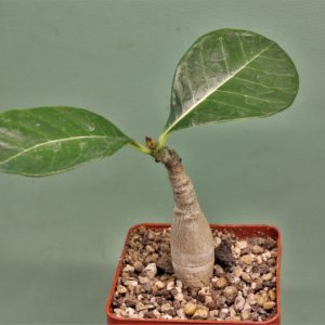 Adenium-dhofarens