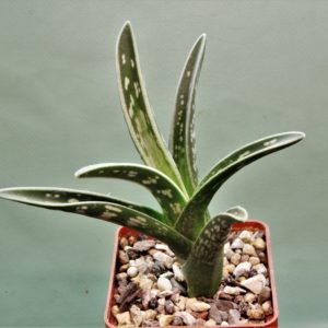 Aloe-variagata-1