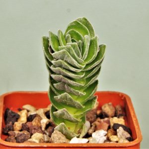Crassula-Buddhas-Temple.
