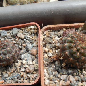 Sulcorebutia pulchra SE 189