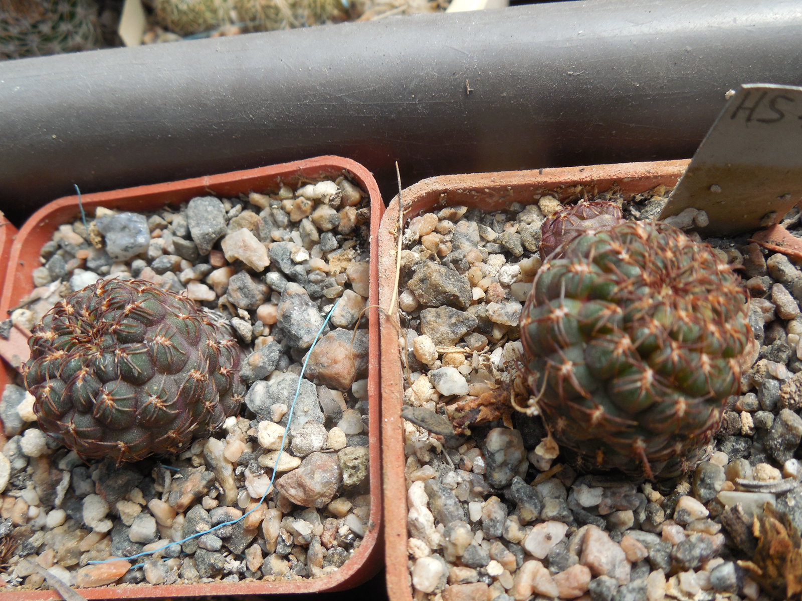 Sulcorebutia pulchra SE 189