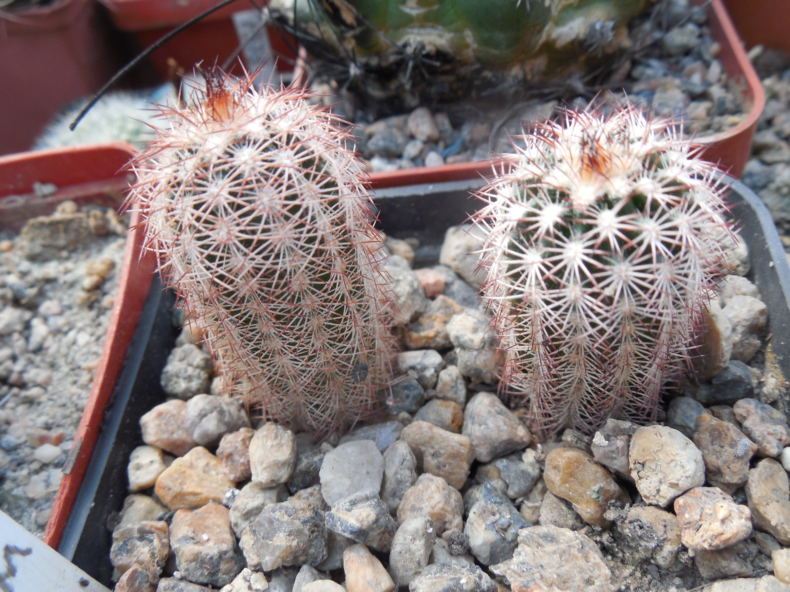 Echinocereus  reichenbachii - v.perbellus "purpureus" DJF 1331 - MG - (to - 23*C)