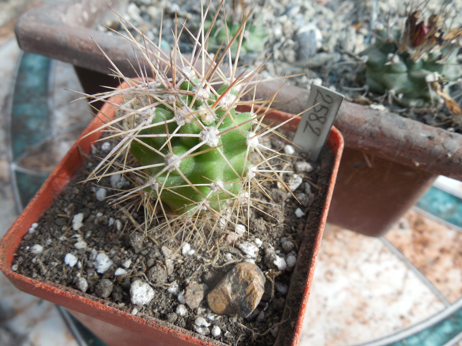 Echinocereus coccineus - v.gurneyi - Elk. NM. - small clusters of thick heads - MG -