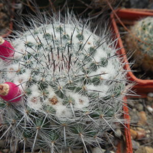 Mammillaria chionocephala ssp. woodsii