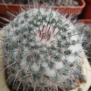 Mammillaria chionocephala ssp. woodsii