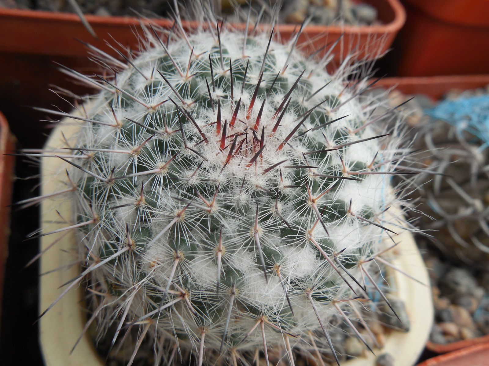 Mammillaria chionocephala ssp. woodsii