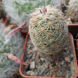 Echinocereus adustus - Chihuahua - GK -