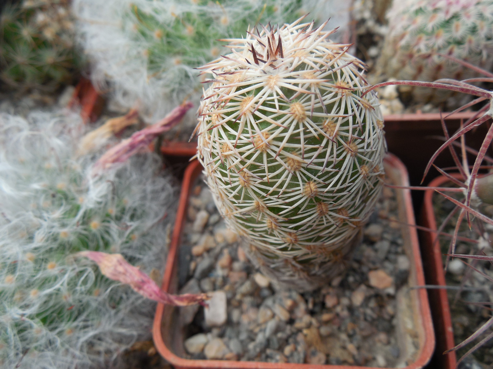 Echinocereus adustus - Chihuahua - GK -