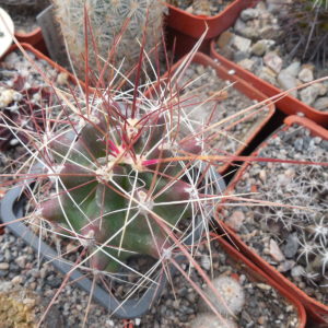 Hamatocactus (ferocactus) hamatacanthus - v.longichamatus