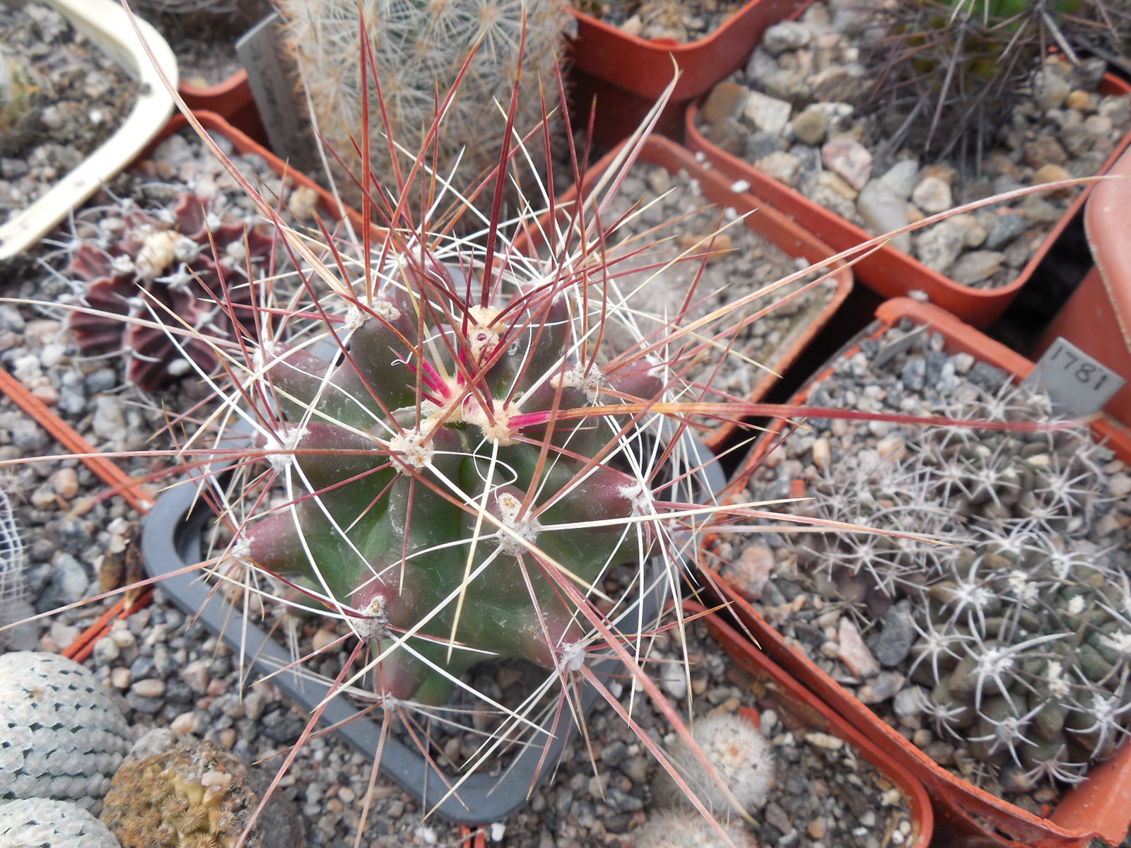 Hamatocactus (ferocactus) hamatacanthus - v.longichamatus