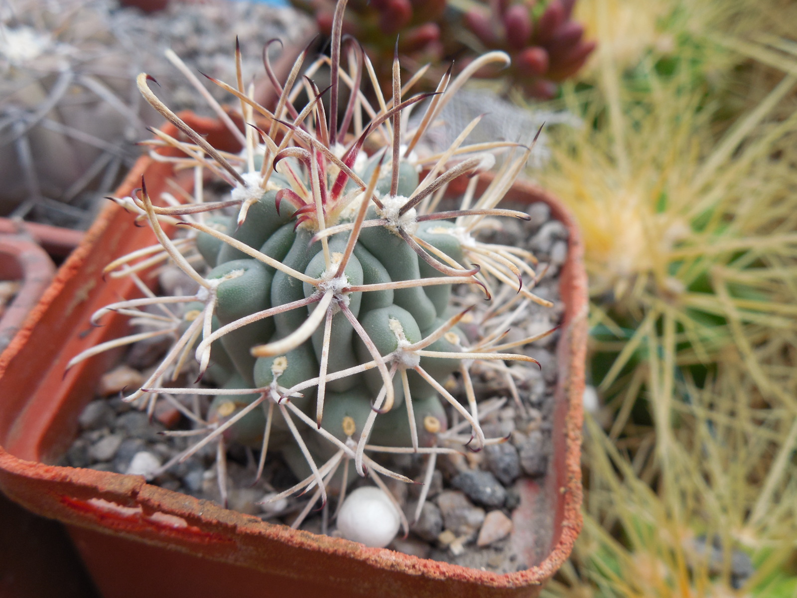 Glandulicactus uncinatus DJF 615 - black flower - Catorse, SLP. - MG -
