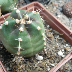 Echinocereus knippelianus