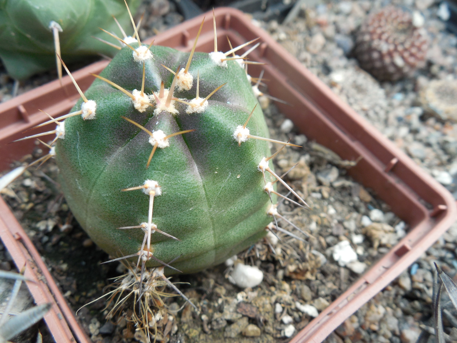 Echinocereus knippelianus