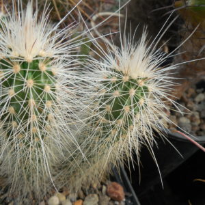 Echinocereus longisetus SB 1634 - Sierra Del Carmen, Coah. - MG -