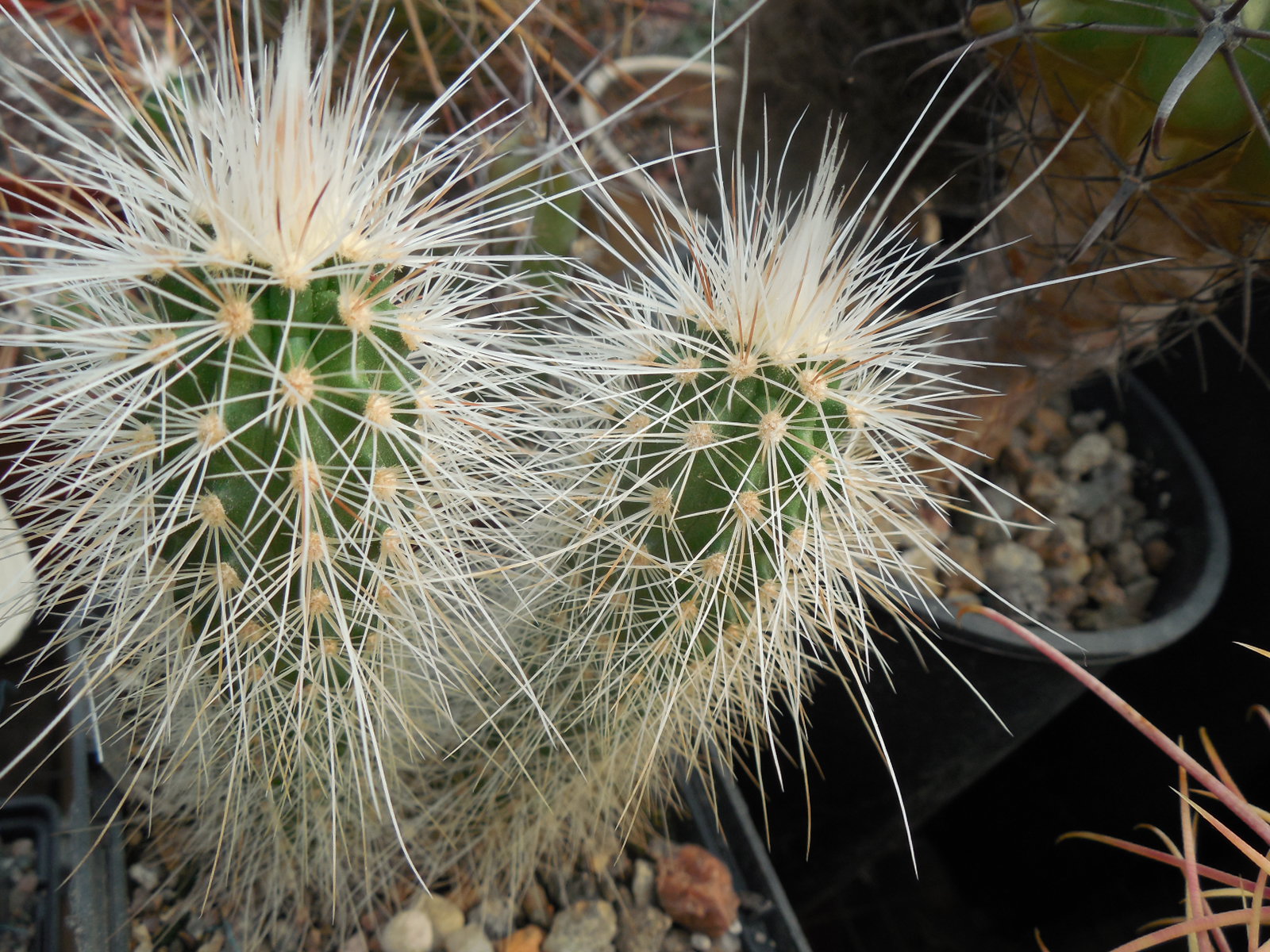 Echinocereus longisetus SB 1634 - Sierra Del Carmen, Coah. - MG -