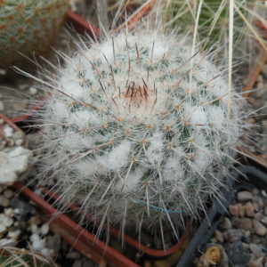 Mammillaria chionocephala ssp. woodsii