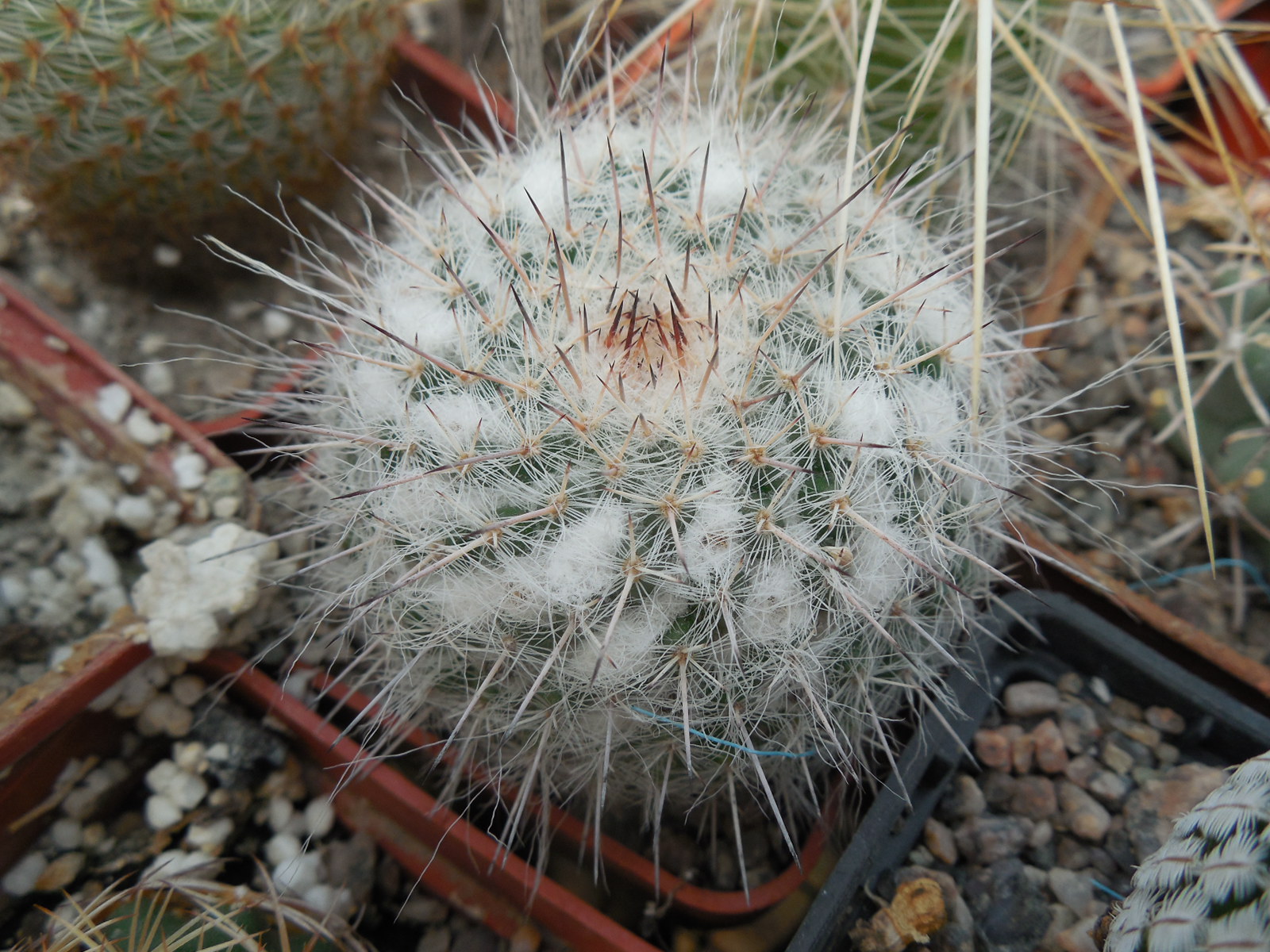 Mammillaria chionocephala ssp. woodsii
