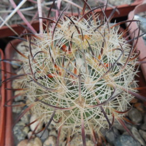 Echinomastus unguispinus  GL 607 - s Jimenez, Chih. MG -  not grafted -
