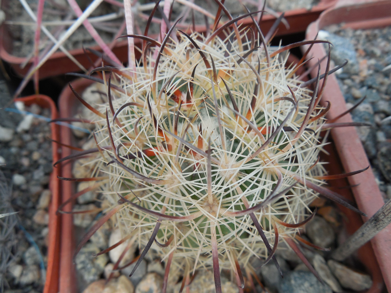 Echinomastus unguispinus  GL 607 - s Jimenez, Chih. MG -  not grafted -
