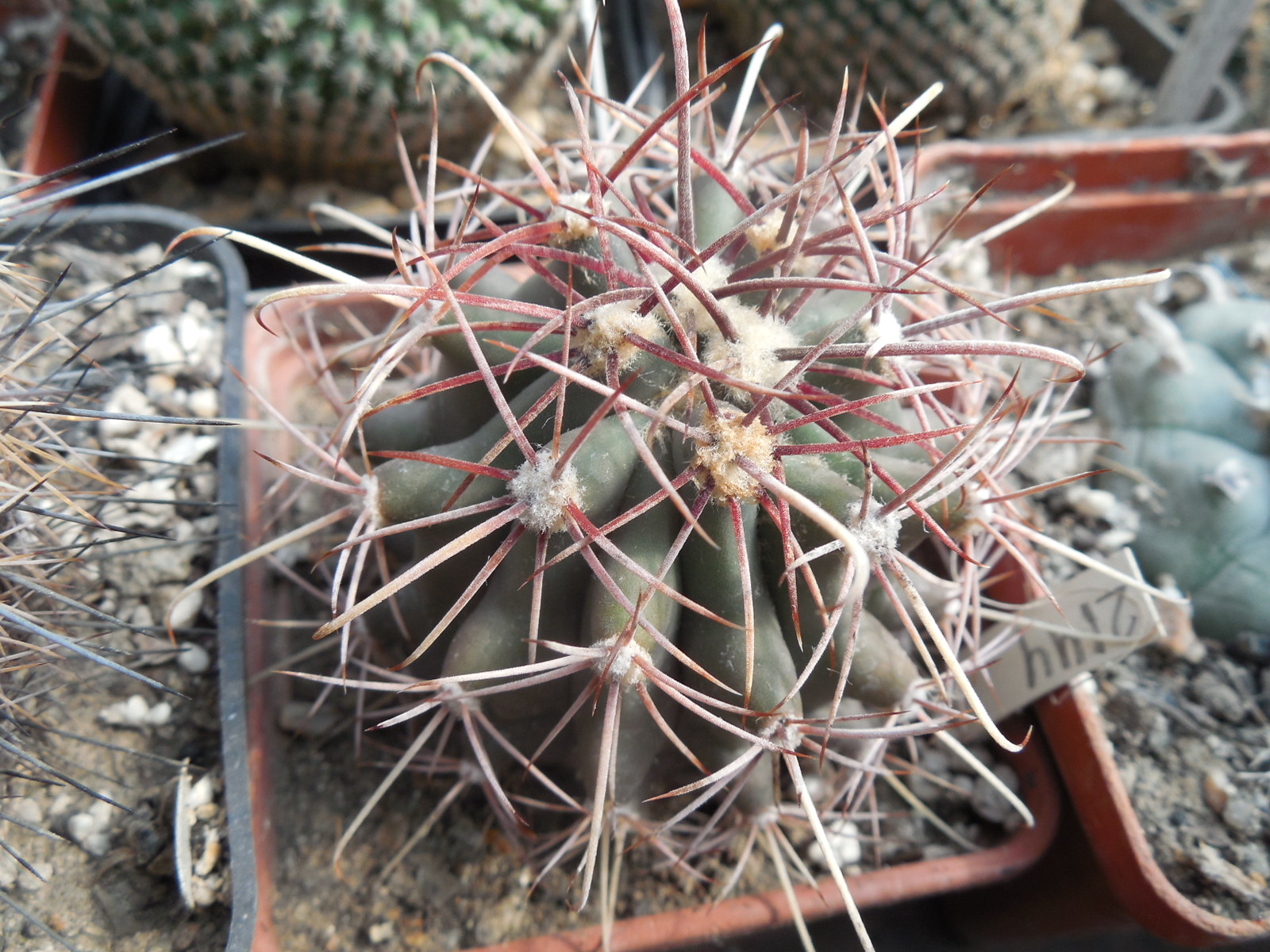 Ferocactus wislizenii - v.ajoensis - s - Gila Bend, Az. - super long spines - MG -