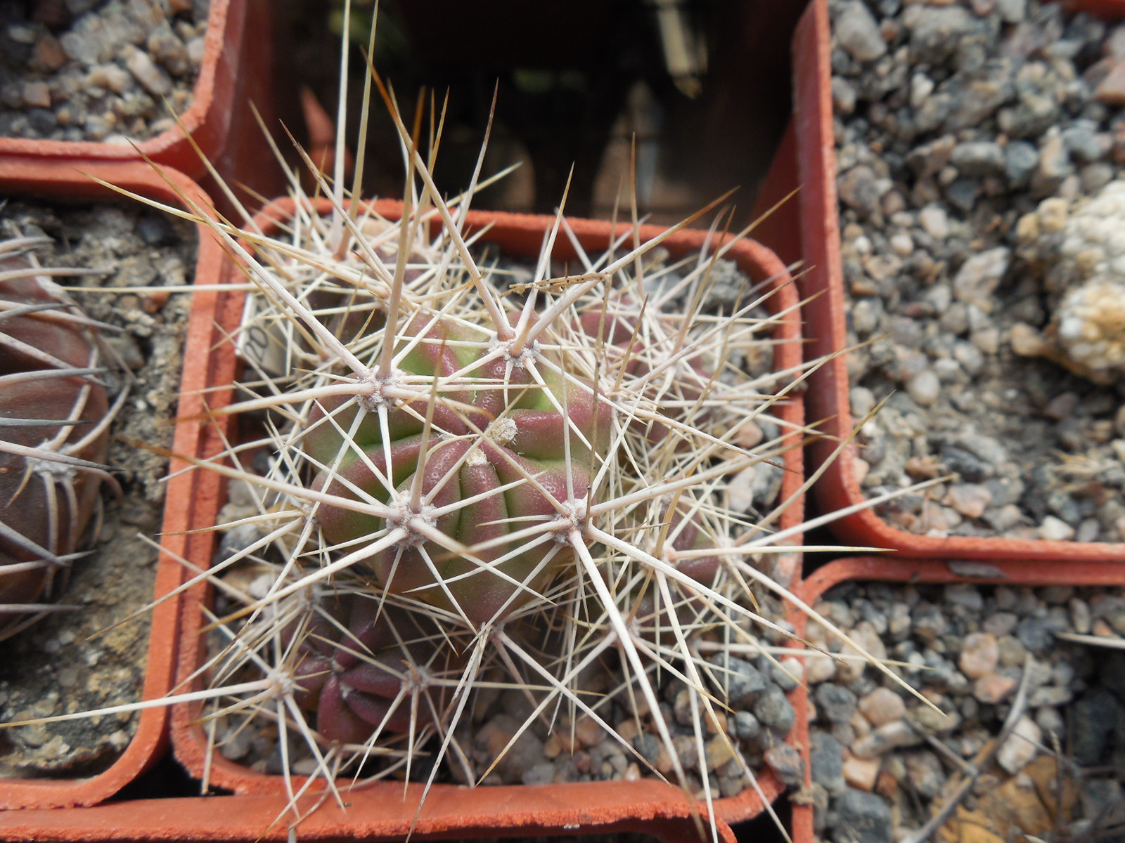 Echinocereus maritimus - v. hankockii - Hipolito,BCN - MG -