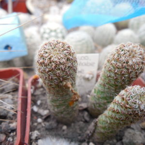 Sulcorebutia elizabetae VZ 204