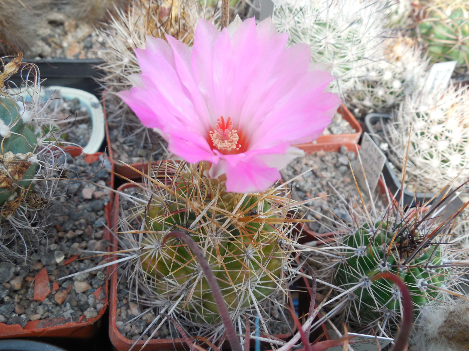 Thelocactus bicolor - v. schottii  VS 167 - Kupcak