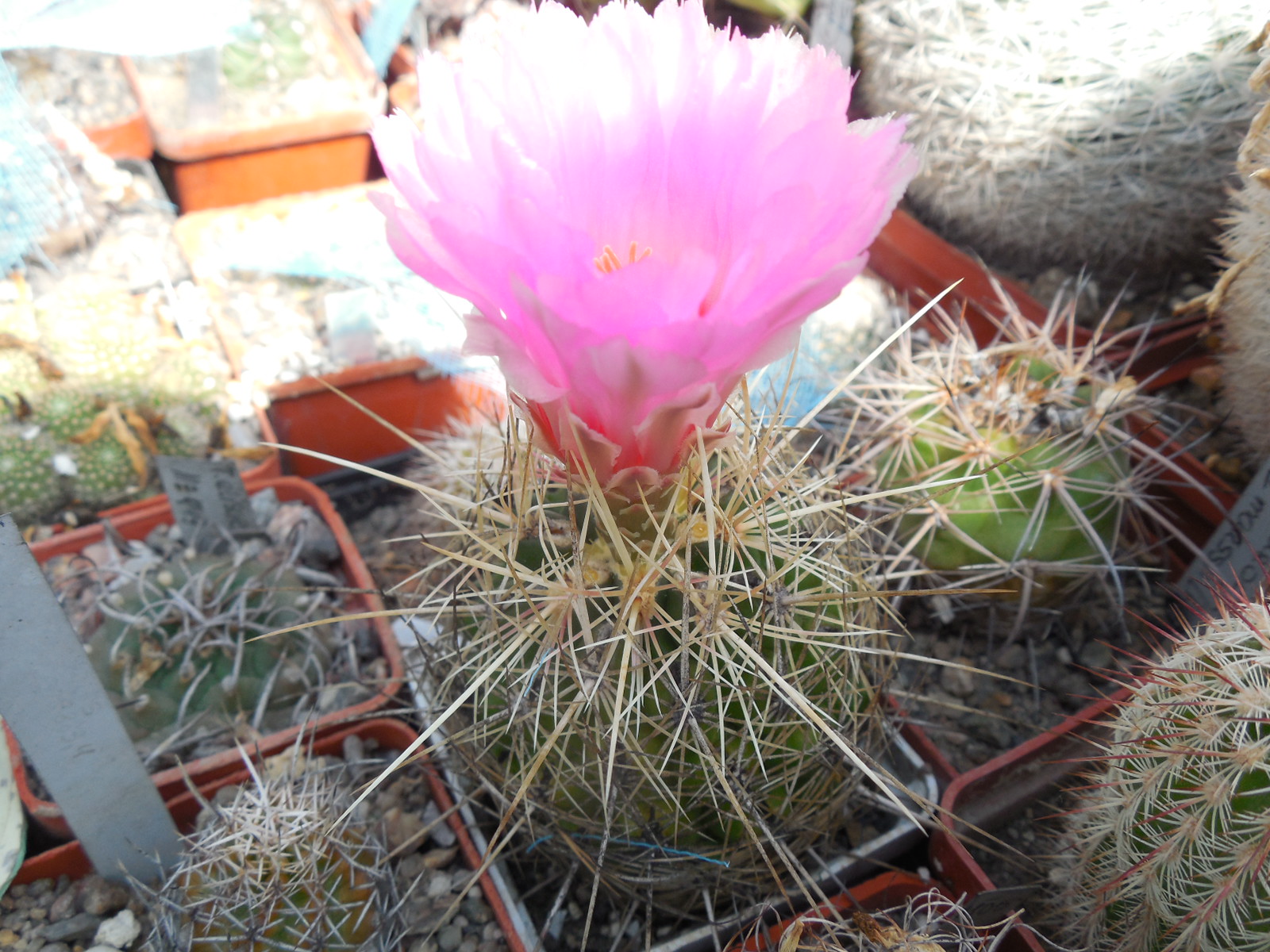 Thelocactus bicolor - v.bolansis