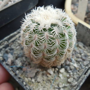 Echinocereus reichenbachii SB 387 - Kimble Co. Tx. /18/ to - 23*C - hearly flat. - MG -